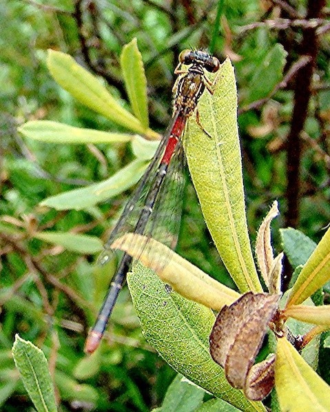 small red damselfly small red damselfly
